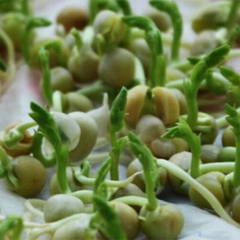 Snow-Peas-Seeds