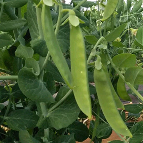 Snow-Peas-Seeds