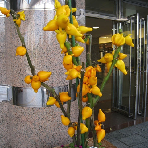 Solanum-Mammosum-Gold-Berry-Seeds
