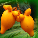 Solanum-Mammosum-Gold-Berry-Seeds