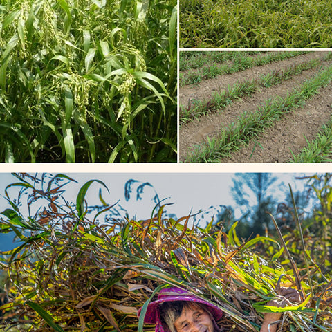 Solanum nigrum & Coicis Semen Seeds
