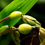 Solanum nigrum & Coicis Semen Seeds