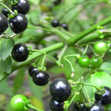 Solanum Nigrum & European Black Nightshade Seeds