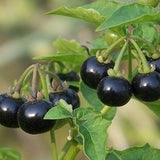 Solanum Nigrum & European Black Nightshade Seeds