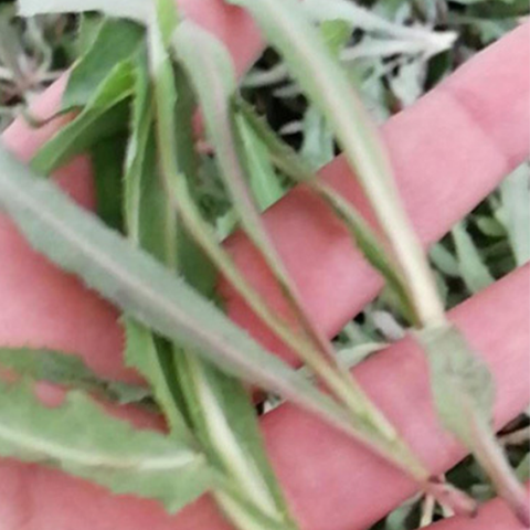 Sonchus Arvensis & Field Sowthistle Seeds