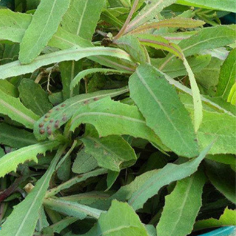 Sonchus Arvensis & Field Sowthistle Seeds