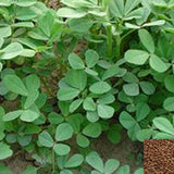 Sophora Alopecuroides & Nubuck Seeds