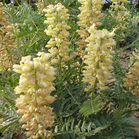 Sophora-alopecuroides-Bitter-beans-Seeds