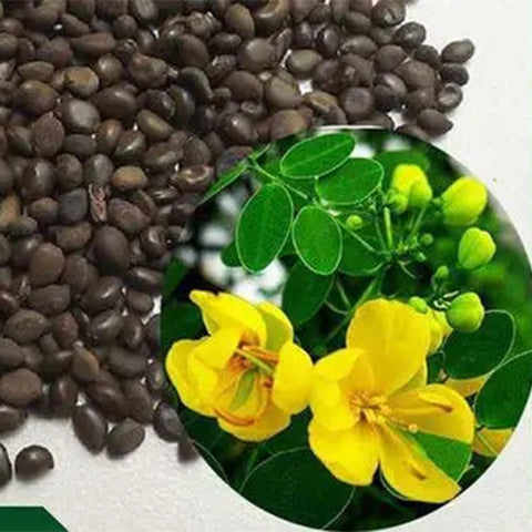 Sophora-xanthantha-Acacia-Seeds