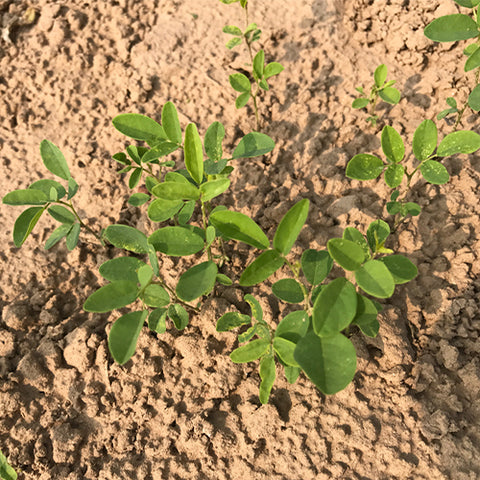 Sophorae Flavescentis & Kushen Seeds