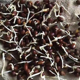 Sophorae Flavescentis & Kushen Seeds