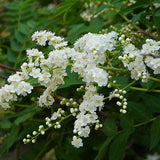 Sorbaria sorbifolia & False spiraea Seeds