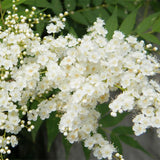 Sorbaria sorbifolia & False spiraea Seeds