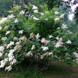 Sorbaria sorbifolia & False spiraea Seeds