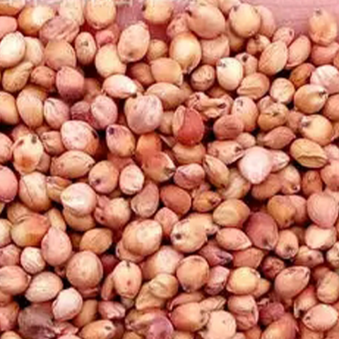 Sorghum hybrid sudangrass & Sorbus Seeds