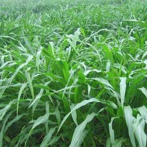 Sorghum hybrid sudangrass & Sorbus Seeds