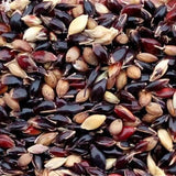 Sorghum-sudanense-Sudan-grass-Seeds