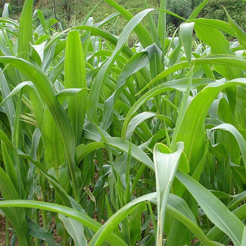 Sorghum-sudanense-Sudan-grass-Seeds