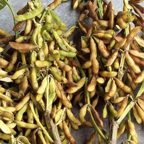 Soybean-Seeds