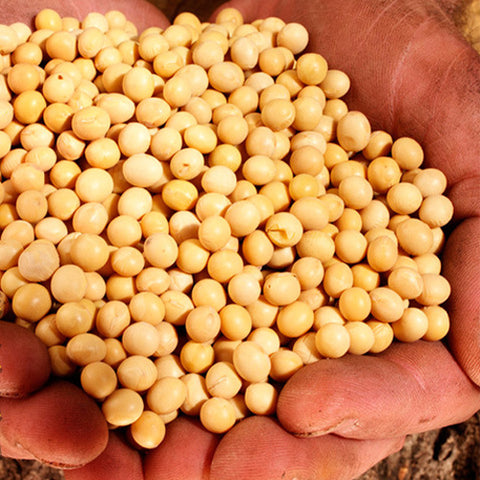 Soybean-Seeds