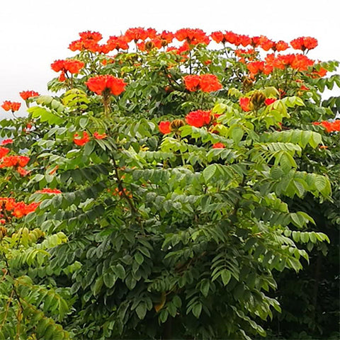Spathodea campanulata & African tulip tree Seeds