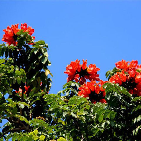 Spathodea campanulata & African tulip tree Seeds