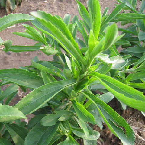 Stevia-Rebaudiana-Sweet Stevia-Seeds