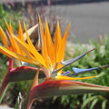Strelitzia-Reginae-Bird-Of-Paradise-Seeds