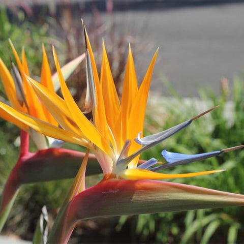 Strelitzia-Reginae-Bird-Of-Paradise-Seeds