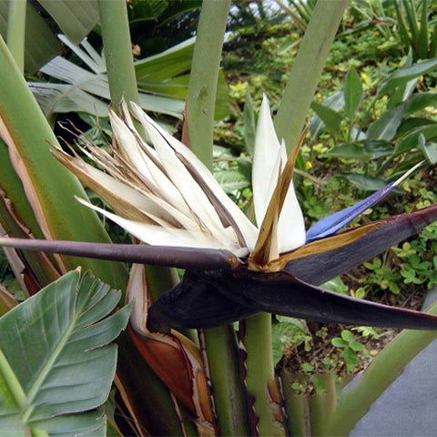 Strelitzia-Reginae-Bird-Of-Paradise-Seeds