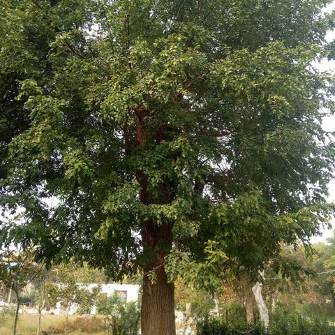 Styphnolobium japonicum & Sophora japonica Seeds
