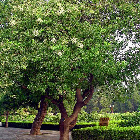 Styphnolobium japonicum & Sophora japonica Seeds