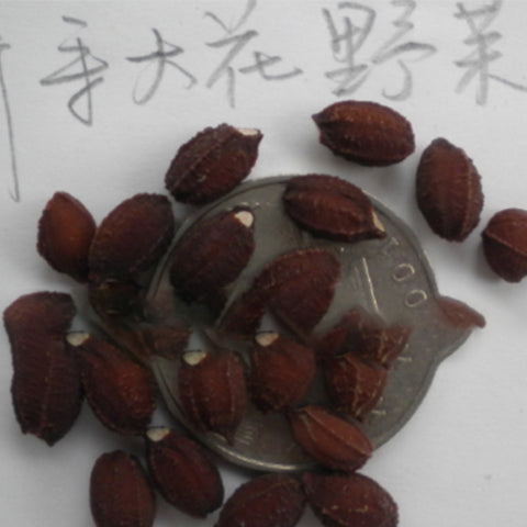 Styrax-grandiflora-Jasmine-Seeds