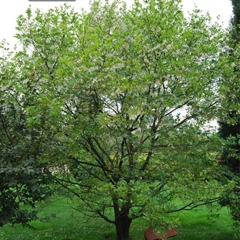Styrax-grandiflora-Jasmine-Seeds