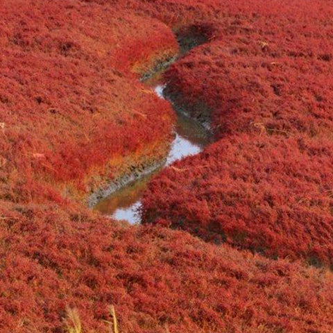 Suaeda-glauca-Suaeda-salsa-Seeds