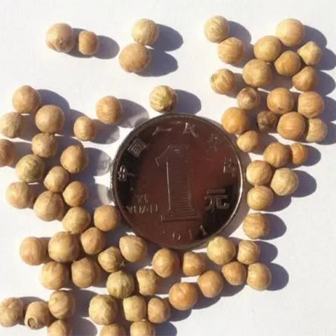 Swida-walteri-Dogwood-Seeds