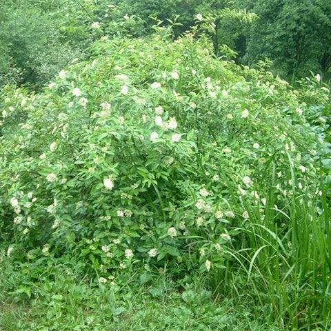 Swida-walteri-Dogwood-Seeds