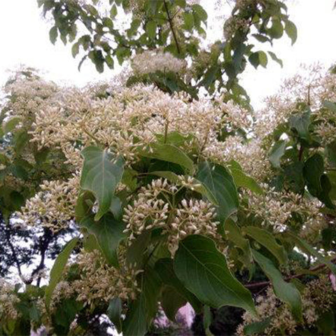 Swida wilsoniana & Ghost dogwood Seeds