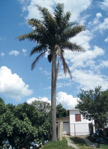 Syagrus Romanzoffiana & Queen Palm Seeds