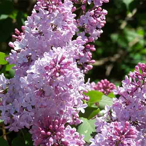 Syringa microphylla & Small leaf lilac tree Seeds