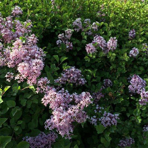 Syringa microphylla & Small leaf lilac tree Seeds
