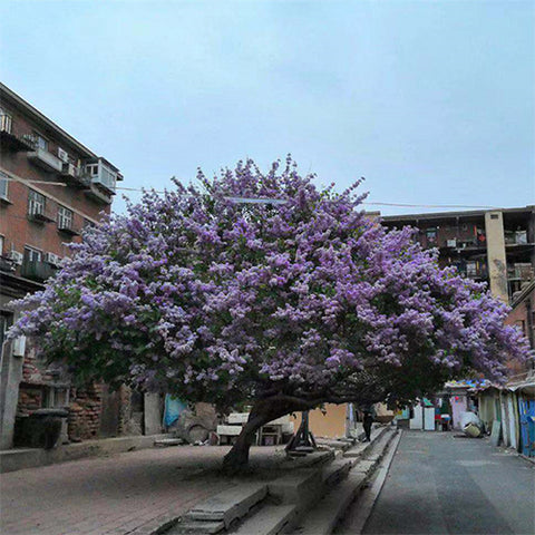Syringa-oblata-Broadleaf-lilac-Seeds