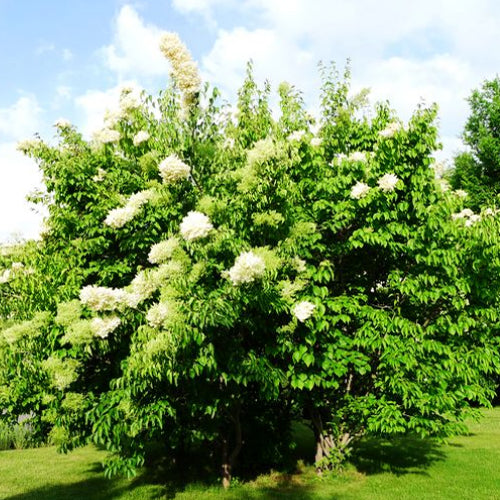 Syringa Reticulata & Japanese Tree Lilac Seeds – HeYou Seeds