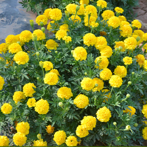 Tagetes Erecta & African Marigold Seeds