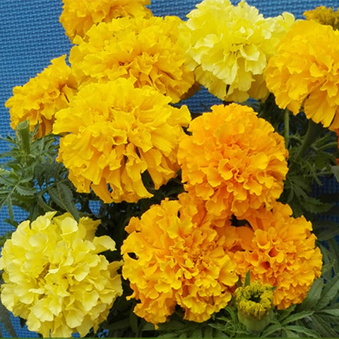 Tagetes Erecta & African Marigold Seeds