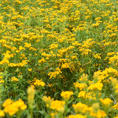Tagetes-Lucida-Marigold-Seeds
