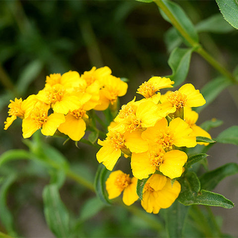 Tagetes-Lucida-Marigold-Seeds