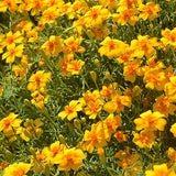 Tagetes-Patula-French-Marigold-Seeds