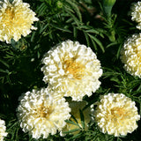 Tagetes-Patula-French-Marigold-Seeds
