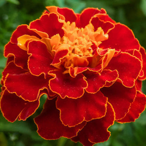 Tagetes Patula & French Marigold Seeds